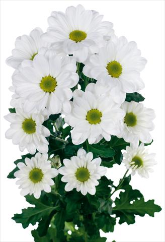 Foto de variedad de flores para ser usadas como: Flor cortada Chrysanthemum Bacardi