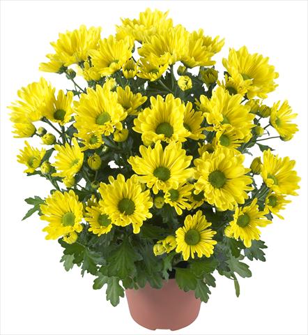 Foto de variedad de flores para ser usadas como: Maceta y planta de temporada Chrysanthemum Breeze Yellow