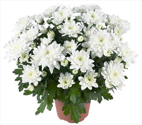 Foto de variedad de flores para ser usadas como: Maceta y planta de temporada Chrysanthemum Chrystal White