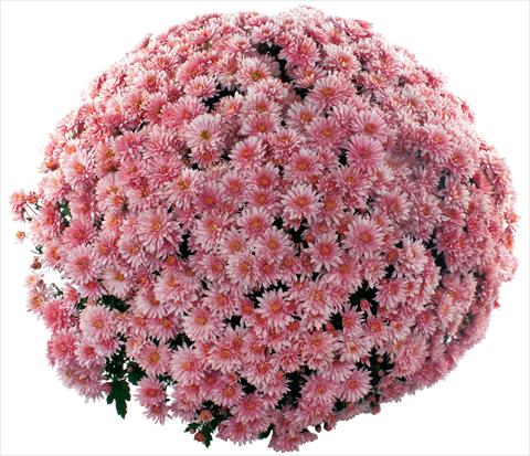 Foto de variedad de flores para ser usadas como: Maceta y planta de temporada Chrysanthemum multiflora Pamplona Jogger