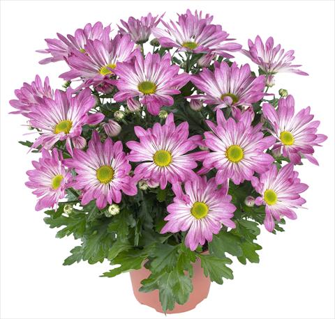 Foto de variedad de flores para ser usadas como: Maceta y planta de temporada Chrysanthemum Rainbow Rosy