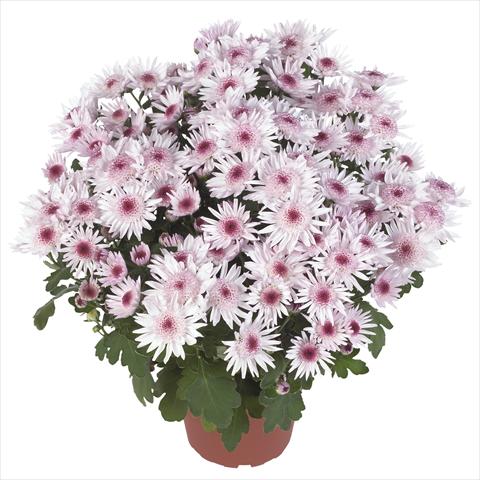 Foto de variedad de flores para ser usadas como: Maceta y planta de temporada Chrysanthemum Splash Sweet