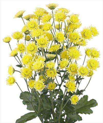 Foto de variedad de flores para ser usadas como: Flor cortada Chrysanthemum Stallion Yellow