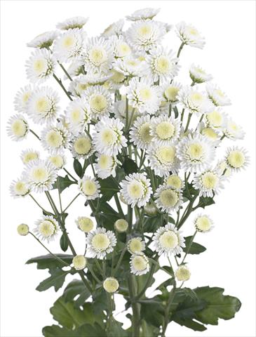 Foto de variedad de flores para ser usadas como: Flor cortada Chrysanthemum Stallion