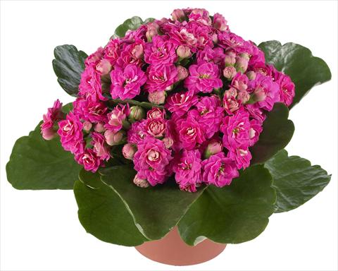 Foto de variedad de flores para ser usadas como: Maceta y planta de temporada Kalanchoe Calandiva® Foster