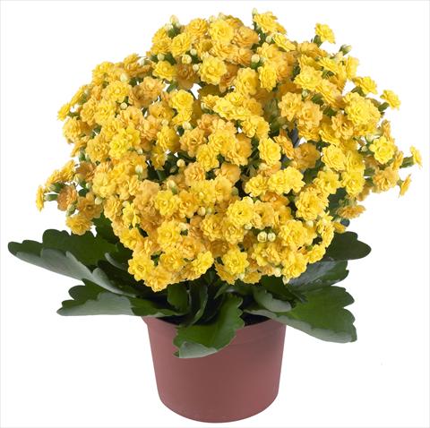 Foto de variedad de flores para ser usadas como: Maceta y planta de temporada Kalanchoe Calandiva® Jamaica