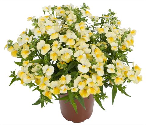 Foto de variedad de flores para ser usadas como: Maceta o cesta de trasplante Nemesia Angelart® Pineapple