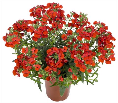Foto de variedad de flores para ser usadas como: Maceta o cesta de trasplante Nemesia Angelart® Strawberry