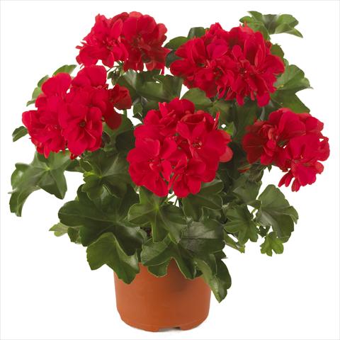 Foto de variedad de flores para ser usadas como: Maceta, patio, Tarrina de colgar Pelargonium peltatum Dancing Idols® Scarlet