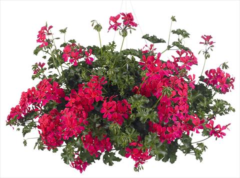Foto de variedad de flores para ser usadas como: Maceta, patio, Tarrina de colgar Pelargonium peltatum Grand Idols® Neon