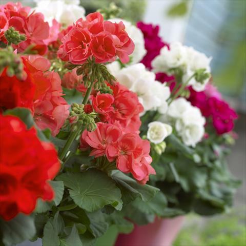 Foto de variedad de flores para ser usadas como: Patio, Maceta Pelargonium zonale Master Idols® Mix
