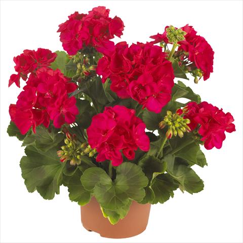 Foto de variedad de flores para ser usadas como: Patio, Maceta Pelargonium zonale Summer Idols® Cerise