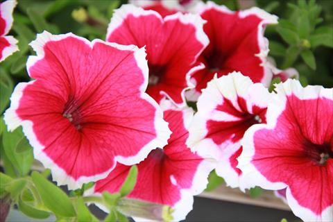 Foto de variedad de flores para ser usadas como: Maceta, patio, Tarrina de colgar Petunia Fortunia® Pink Picotee