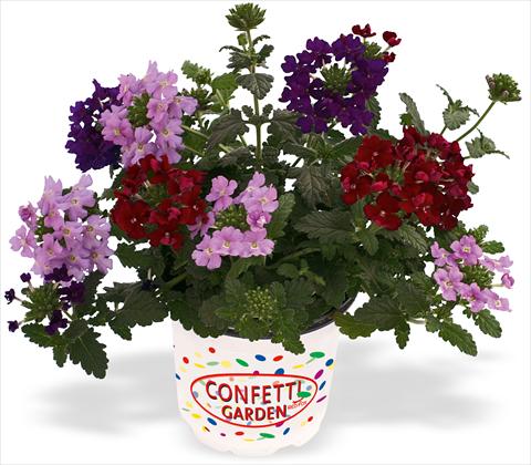 Foto de variedad de flores para ser usadas como: Maceta, patio, Tarrina de colgar 3 Combo RED FOX Confetti Garden Empress Royal Flush