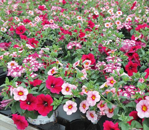 Foto de variedad de flores para ser usadas como: Maceta, patio, Tarrina de colgar 3 Combo RED FOX Confetti Garden Hot Pink Jazz