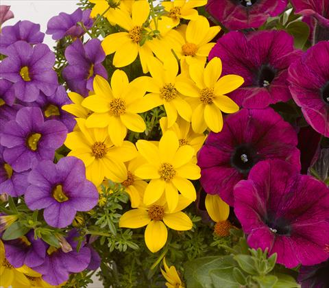 Foto de variedad de flores para ser usadas como: Maceta, patio, Tarrina de colgar 3 Combo RED FOX Confetti Garden Nightlights
