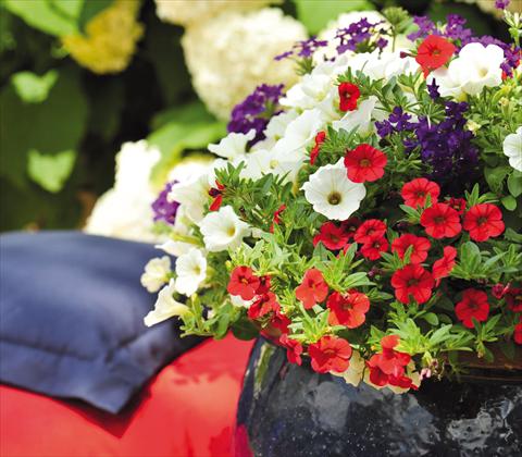 Foto de variedad de flores para ser usadas como: Maceta, patio, Tarrina de colgar 3 Combo RED FOX Confetti Garden Patriot