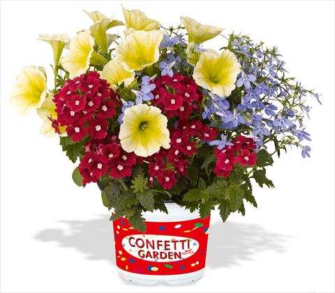Foto de variedad de flores para ser usadas como: Maceta, patio, Tarrina de colgar 3 Combo RED FOX Confetti Garden Water Colours