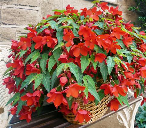 Foto de variedad de flores para ser usadas como: Maceta, patio, Tarrina de colgar Begonia Carmina Red