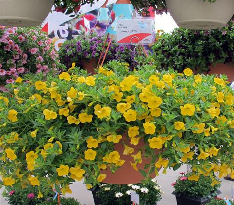 Foto de variedad de flores para ser usadas como: Maceta, patio, Tarrina de colgar Calibrachoa RED FOX Aloha® Canary Yellow