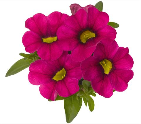 Foto de variedad de flores para ser usadas como: Maceta, patio, Tarrina de colgar Calibrachoa RED FOX Aloha® Neon