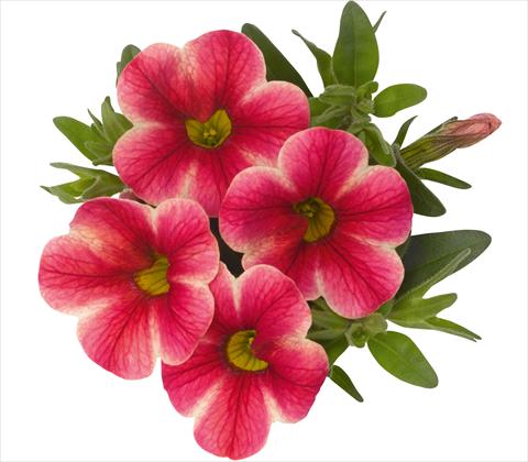 Foto de variedad de flores para ser usadas como: Maceta, patio, Tarrina de colgar Calibrachoa RED FOX Aloha® Pink Volcano
