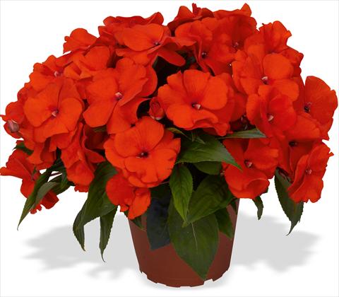 Foto de variedad de flores para ser usadas como: Maceta y planta de temporada Impatiens N. Guinea RED FOX Magnum Fire
