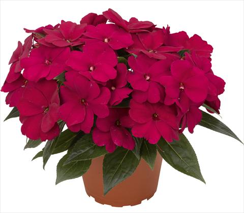 Foto de variedad de flores para ser usadas como: Maceta y planta de temporada Impatiens N. Guinea RED FOX Petticoat Aubergine