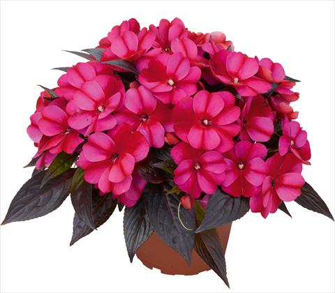 Foto de variedad de flores para ser usadas como: Maceta y planta de temporada Impatiens N. Guinea RED FOX Petticoat Bluestar