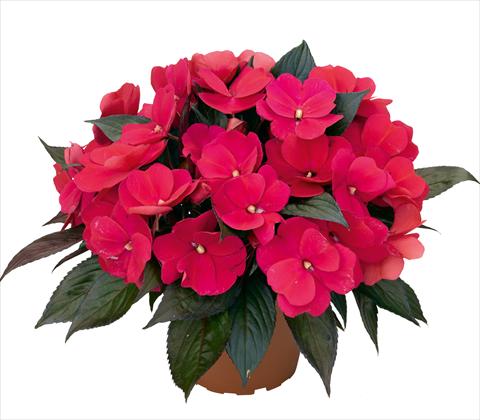 Foto de variedad de flores para ser usadas como: Maceta y planta de temporada Impatiens N. Guinea RED FOX Petticoat Neon Night