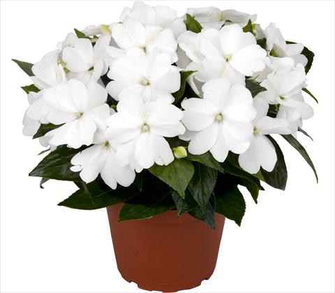 Foto de variedad de flores para ser usadas como: Maceta y planta de temporada Impatiens N. Guinea RED FOX Petticoat White