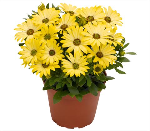 Foto de variedad de flores para ser usadas como: Maceta y planta de temporada Osteospermum RED FOX Summertime® Yellow