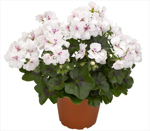 Foto de variedad de flores para ser usadas como: Maceta, patio, Tarrina de colgar Pelargonium peltatum RED FOX Atlantic White