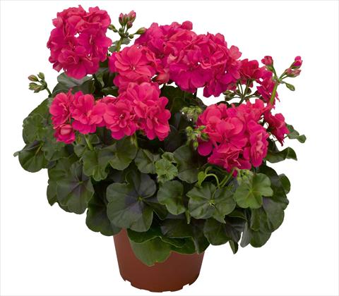 Foto de variedad de flores para ser usadas como: Maceta, patio, Tarrina de colgar Pelargonium peltatum RED FOX Pacific Hot Pink