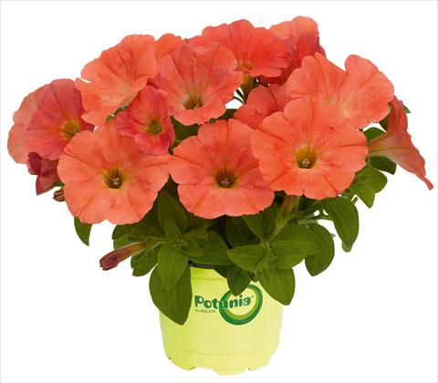 Foto de variedad de flores para ser usadas como: Maceta, patio, Tarrina de colgar Petunia RED FOX Potunia® Plus Papaya