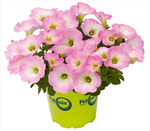 Foto de variedad de flores para ser usadas como: Maceta, patio, Tarrina de colgar Petunia RED FOX Potunia® Piccola Pink