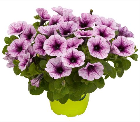Foto de variedad de flores para ser usadas como: Maceta, patio, Tarrina de colgar Petunia x hybrida RED FOX Potunia® Piccola Purple Ice