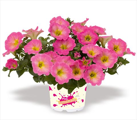 Foto de variedad de flores para ser usadas como: Maceta, patio, Tarrina de colgar Petunia x hybrida RED FOX Surprise Pink Lemonade