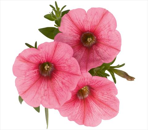 Foto de variedad de flores para ser usadas como: Maceta, patio, Tarrina de colgar Petunia x hybrida RED FOX Sweetunia® Bubble Gum