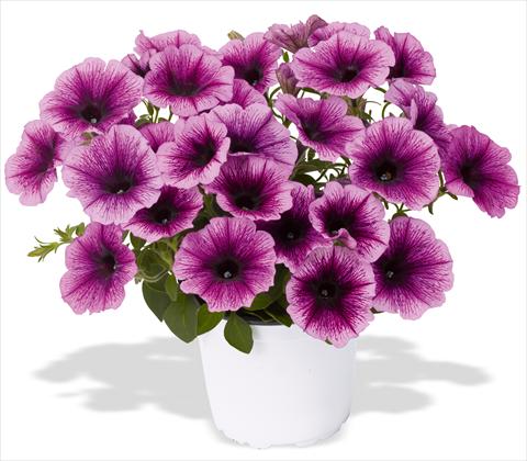 Foto de variedad de flores para ser usadas como: Maceta, patio, Tarrina de colgar Petunia x hybrida RED FOX Sweetunia® Grape Ice