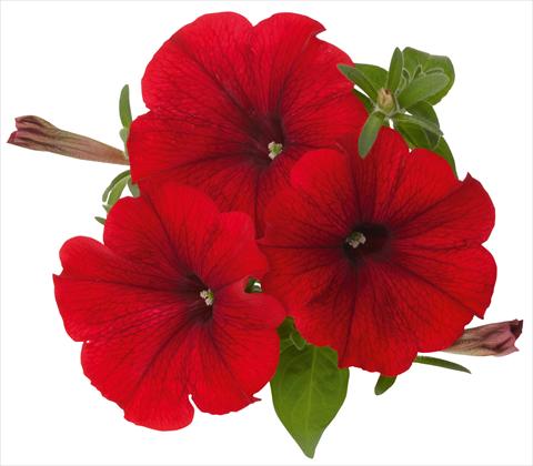 Foto de variedad de flores para ser usadas como: Maceta, patio, Tarrina de colgar Petunia x hybrida RED FOX Sweetunia® Hot Rod Red