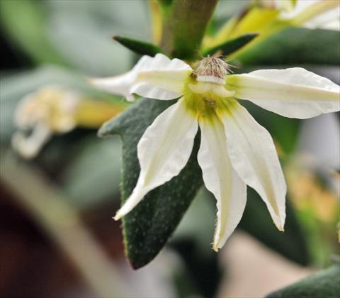 Foto de variedad de flores para ser usadas como: Maceta, planta de temporada, patio Scaevola aemula RED FOX Scala White