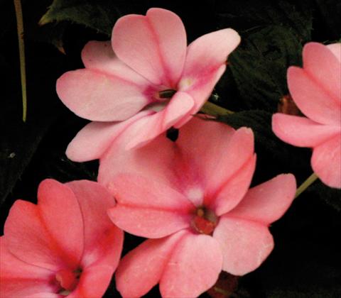 Foto de variedad de flores para ser usadas como: Maceta y planta de temporada Impatiens N. Guinea SunPatiens® Compact Blush Pink