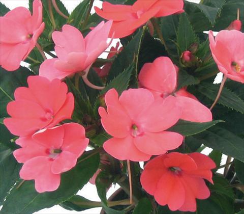 Foto de variedad de flores para ser usadas como: Maceta y planta de temporada Impatiens N. Guinea SunPatiens® Compact Coral