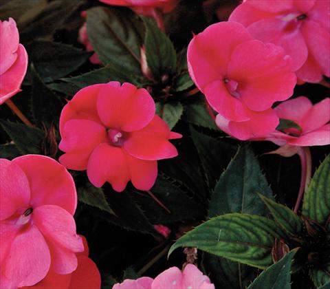 Foto de variedad de flores para ser usadas como: Maceta y planta de temporada Impatiens N. Guinea SunPatiens® Compact Deep Rose