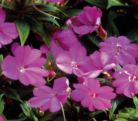 Foto de variedad de flores para ser usadas como: Maceta y planta de temporada Impatiens N. Guinea SunPatiens® Compact Lilac