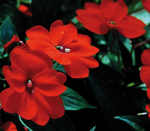 Foto de variedad de flores para ser usadas como: Maceta y planta de temporada Impatiens N. Guinea SunPatiens® Compact Orange