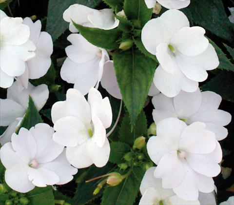 Foto de variedad de flores para ser usadas como: Maceta y planta de temporada Impatiens N. Guinea SunPatiens® Compact White