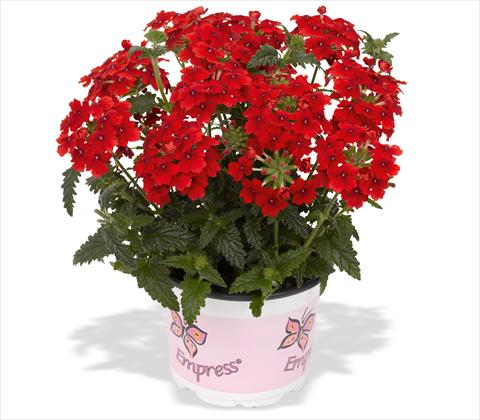 Foto de variedad de flores para ser usadas como: Maceta, patio, Tarrina de colgar Verbena RED FOX Empress Flair Red