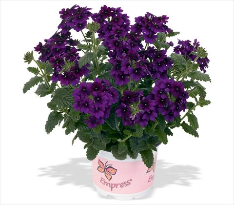 Foto de variedad de flores para ser usadas como: Maceta, patio, Tarrina de colgar Verbena RED FOX Empress Flair Violet Blue